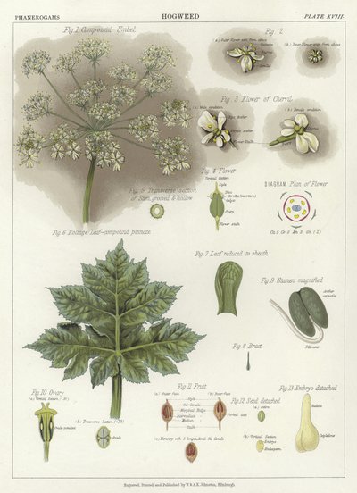 Hogweed 作者 英语学校