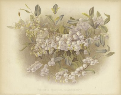 蜜蜂，zenobia或尘土飞扬的zenobia 作者 English School