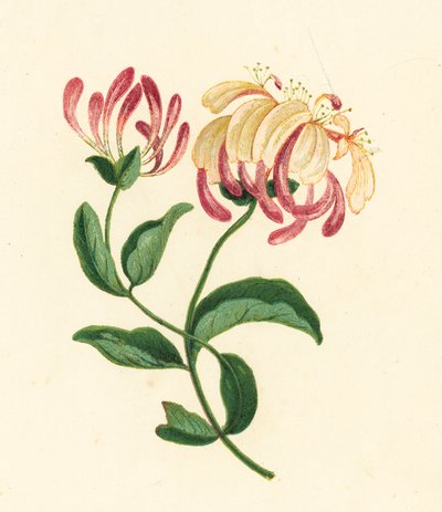 金银花，Lonicera Periclymenum（彩色石版画） 作者 英语学校