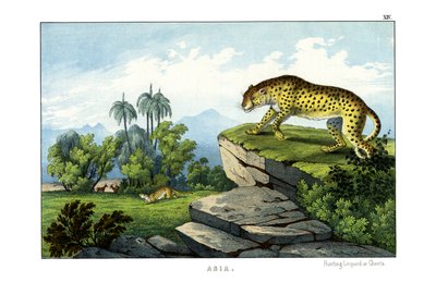 猎豹 作者 英语学校