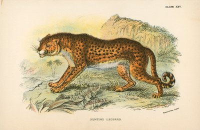 狩猎豹 作者 英语学校