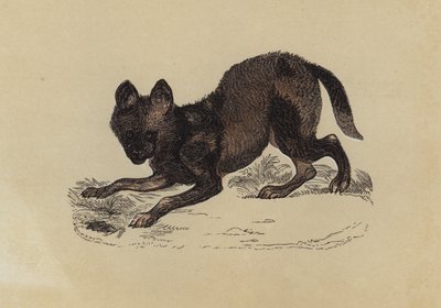 鬣狗（彩色平版画 作者 英语学校