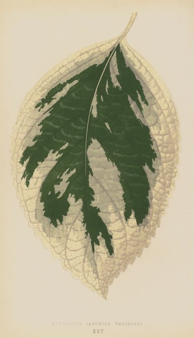 绣球花Japonica Variegata 作者 英语学校