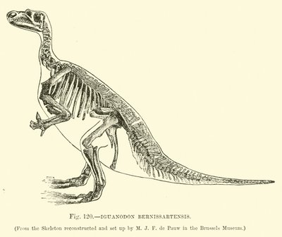 Iguanodon Bernissartensis 作者 英语学校