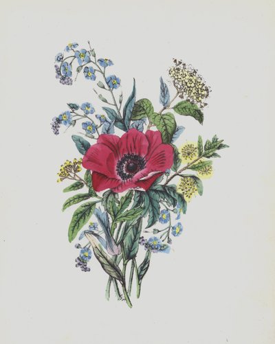 苔藓玫瑰》画册插图（彩色石版印刷） 作者 英语学校