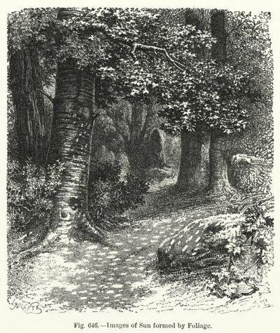 Images of Sun formed by Foliage (engraving) 作者 英语学校