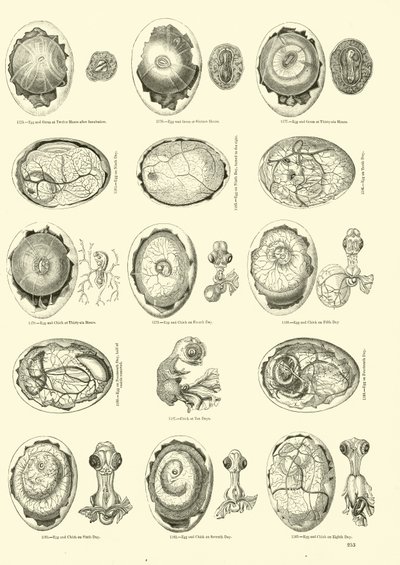 孵化的鸡，来自动画自然画报博物馆 作者 English School