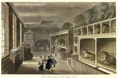 Politos Royal Menagerie，Exeter Change，Strand，1812（aquatint）的内部视图 作者 英语学校
