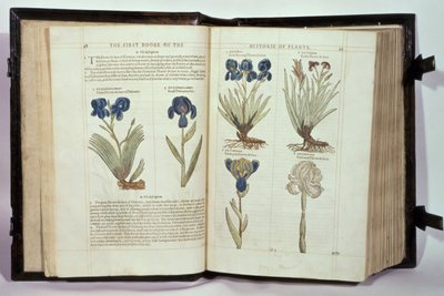 Iris（Flowers de-luce），来自John Gerard的“植物史学的第一个Booke”的六个品种，出版于1597年 作者 英语学校