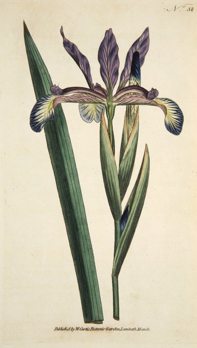Iris Spuria (Spuria Iris)，来自 The Botanical Magazine 或 Flower Garden Displayed，酒吧。 1790（手工彩色雕刻） 作者 英语学校