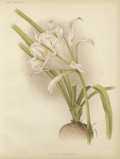 来吧，安德烈亚娜 作者 English School