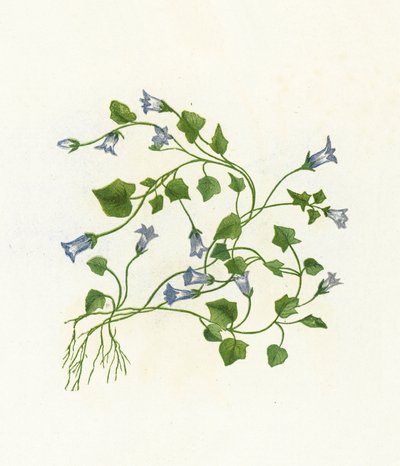 常春藤叶钟花，风铃草Hederacea 作者 英语学校