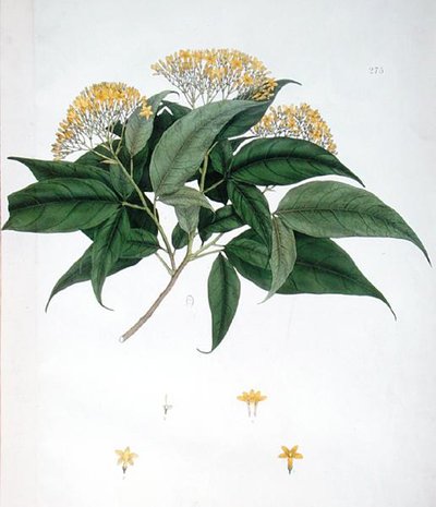 茉莉花（彩色平版印刷品 作者 英语学校