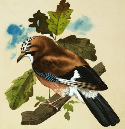松鸦 作者 英语学校