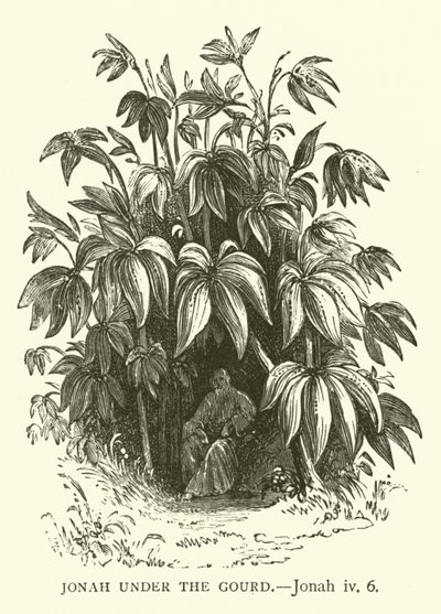 葫芦下的约拿，约拿书，四，6（雕刻）。 作者 英语学校