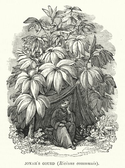 约拿的葫芦，Ricinus communis（雕刻）。 作者 英语学校