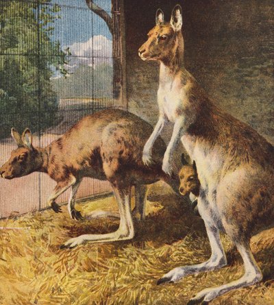 袋鼠（彩色印刷） 作者 英语学校