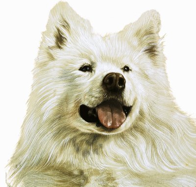 荷兰狮毛犬 作者 英语学校