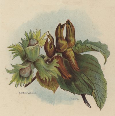 Kentish Cob-nuts，Filberts 作者 英语学校