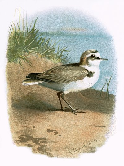 Kentish Plover 作者 English School