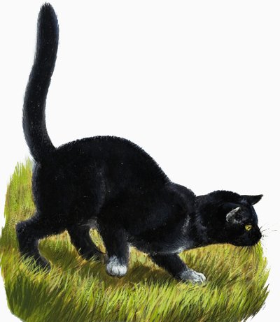 小猫 作者 英语学校