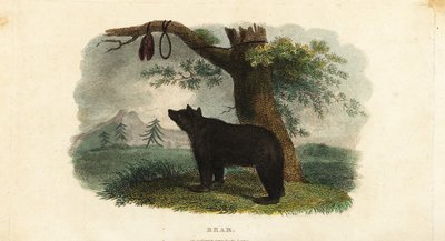 俄罗斯远东地区科里亚克人的猎熊方法 作者 英语学校