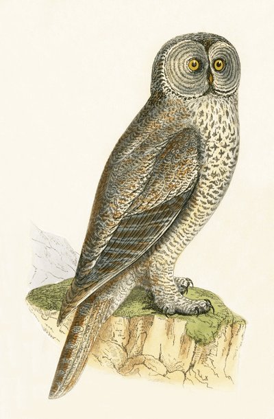 Lap Owl，来自&39;不列颠群岛未观察到的欧洲鸟类历史&39;的插图作者Charles Robert Bree（1811-86），1867年出版 作者 英语学校