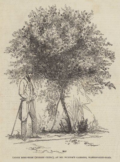大玫瑰树（混合中国），位于万兹沃斯路巴克斯顿先生的花园（雕刻） 作者 英语学校