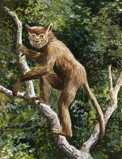 狐猴 作者 英语学校