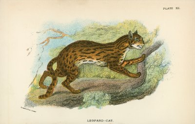 豹猫 作者 英语学校
