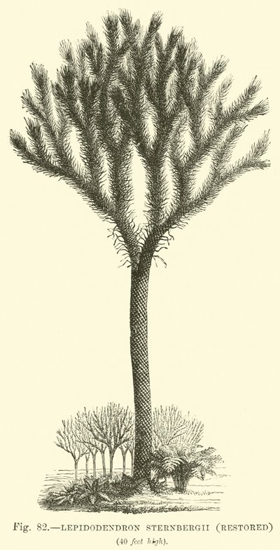 Lepidodendron Sternbergh，恢复 作者 英语学校