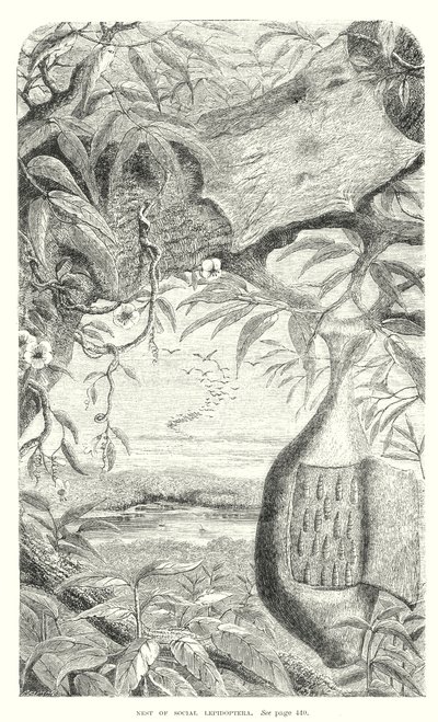 鳞翅目昆虫（雕刻） 作者 英语学校