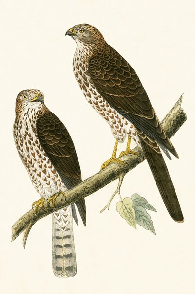 Levant Sparrow Hawk，来自“不列颠群岛未观察到的欧洲鸟类历史”的插图作者：Charles Robert Bree（1811-86），1867年出版 作者 英语学校