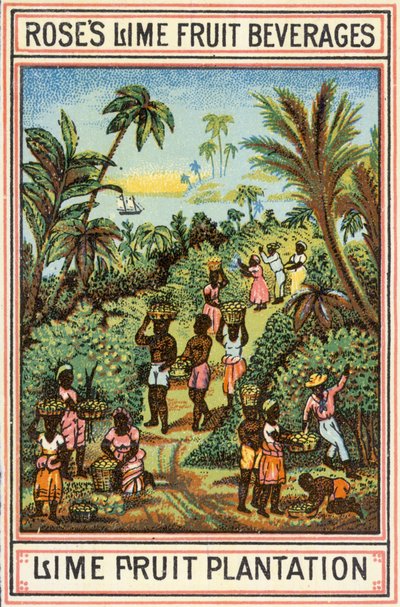 石灰果种植园 作者 英语学校