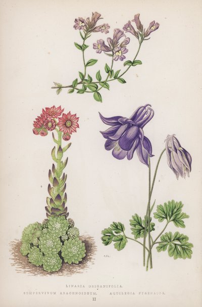 月见草；半枝莲；水仙（彩色石版画） 作者 英语学校