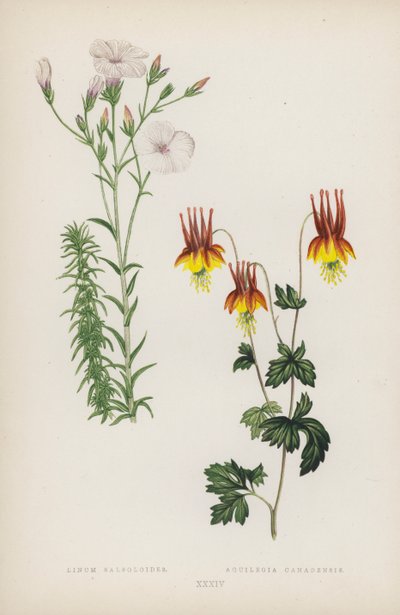 莱努姆·萨索洛德斯； Aquilegia Canadensis（彩色石版画） 作者 英语学校