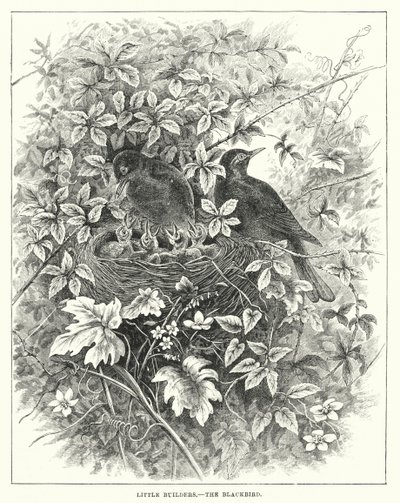 小建设者，黑鸟（雕刻） 作者 英语学校