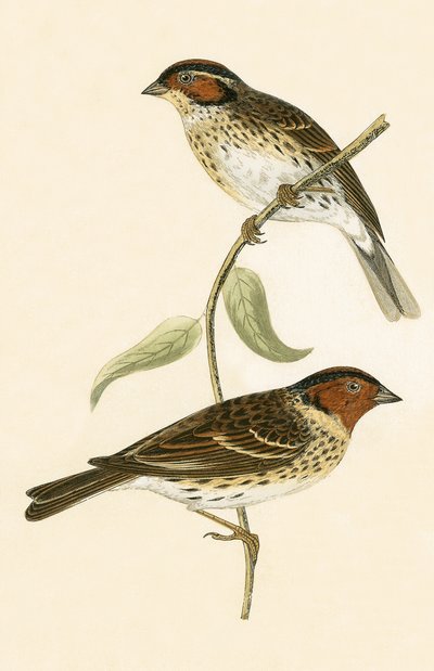 Little Bunting，来自&39;不列颠群岛未观察到的欧洲鸟类历史&39;的插图作者Charles Robert Bree（1811-86），1867年出版 作者 英语学校