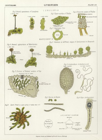 苔类植物 作者 英语学校