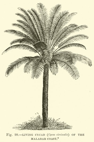马拉巴尔海岸的生活苏铁（Cycas circinalis） 作者 英语学校