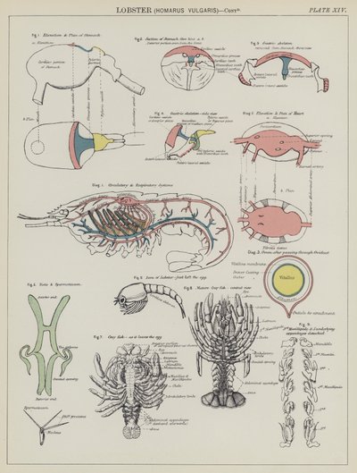 龙虾，Homarus Vulgaris（彩色平版印刷）。 作者 英语学校