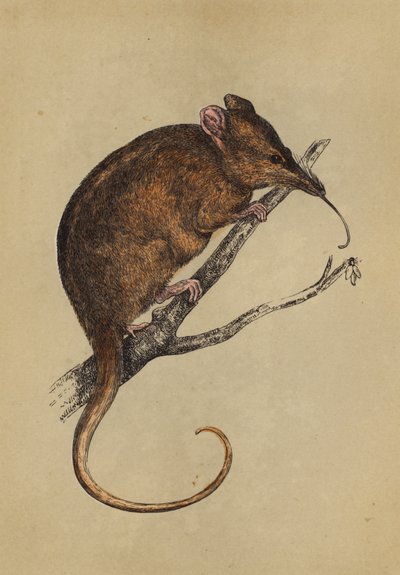 长吻鸫（彩色石版画） 作者 英语学校