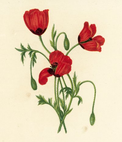 长刺头罂粟，Papaver Argemone（彩色石版画） 作者 英语学校