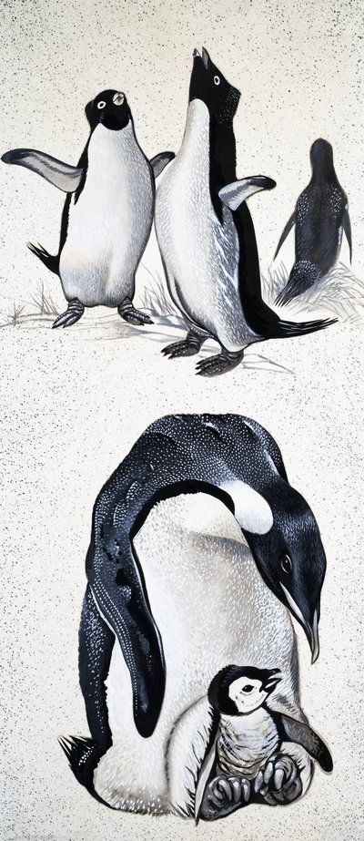 看自然：什么是Spheniscidae 作者 英语学校