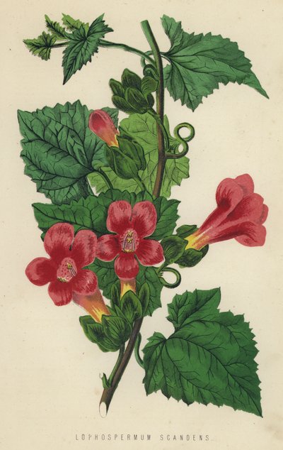 Lophosperum Scandens (chromolitho) 作者 英语学校