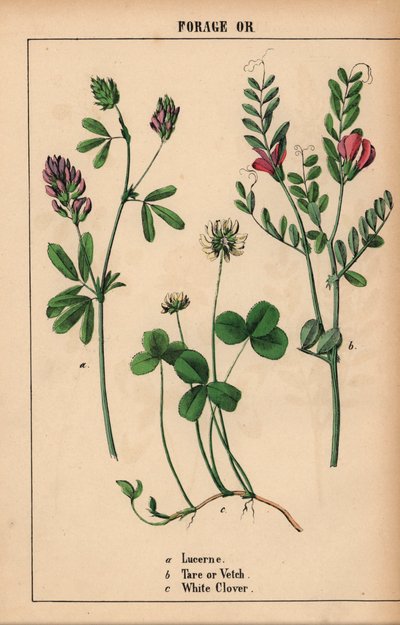 苜蓿、稗草和白三叶草，选自《教学图画书，或蔬菜世界的课程》，[夏洛特-玛丽-永格]，爱丁堡 作者 English School