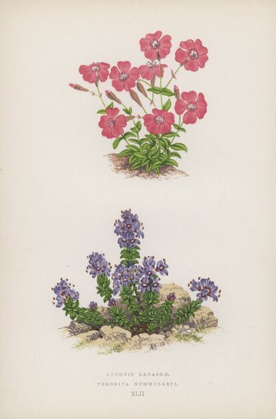 Lychnis Lagascae; Veronica Nummularia（彩色石版画） 作者 英语学校