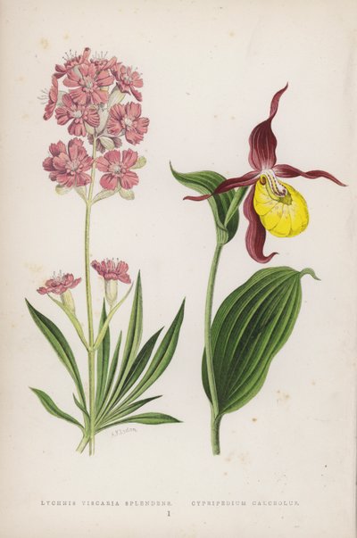Lychnis Viscaria Splendens; Cypripedium Calceolus（彩色石版画） 作者 英语学校