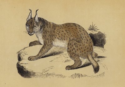 山猫（彩色石版画） 作者 英语学校