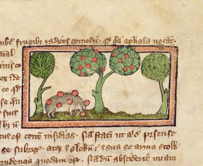 MS 379 f.13r 一只采摘苹果的刺猬，《动物志》细节，英国 作者 英语学校